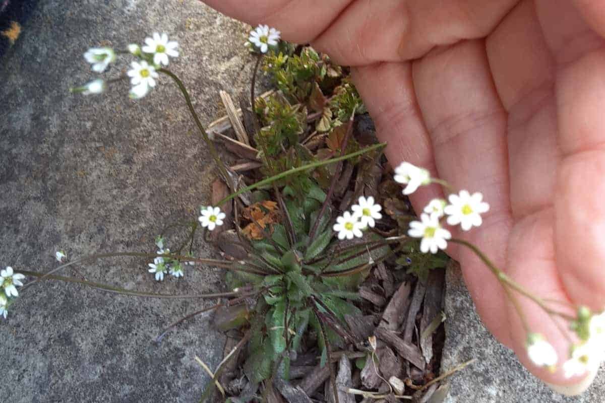 draba verna with hand showing the size of the tiny flowers