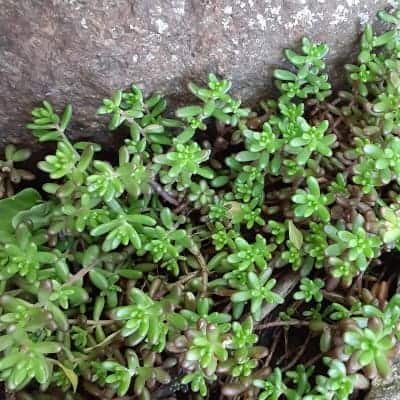 Sedum album "White Stonecrop"