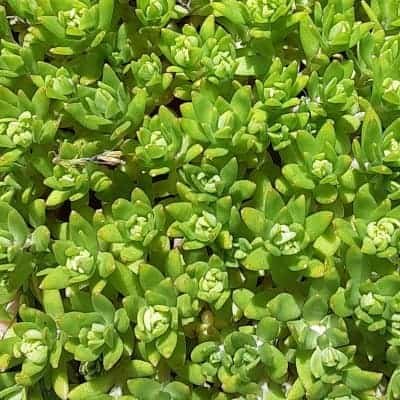 edum sarmentosum - Stringy Stonecrop