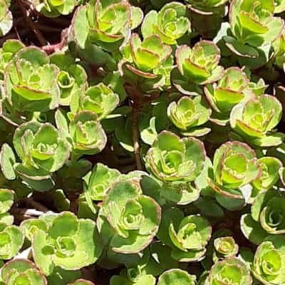 sedum spurium dragons blood