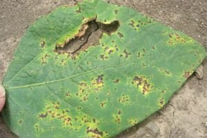 Bacterial blight on leaf