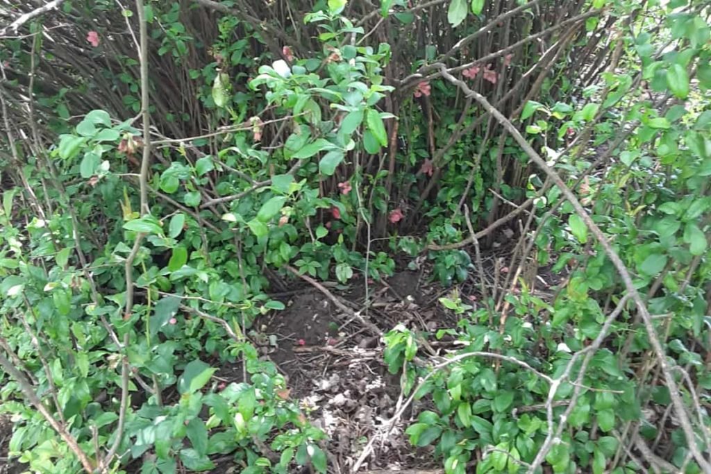 Flowering Quince Hedge Yes, Invasive No Petals and Metal Flower Farm