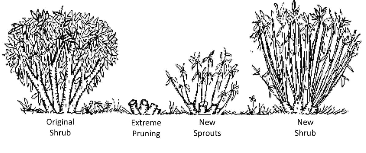 Stages of coppicing a Pussy Willow Shrub