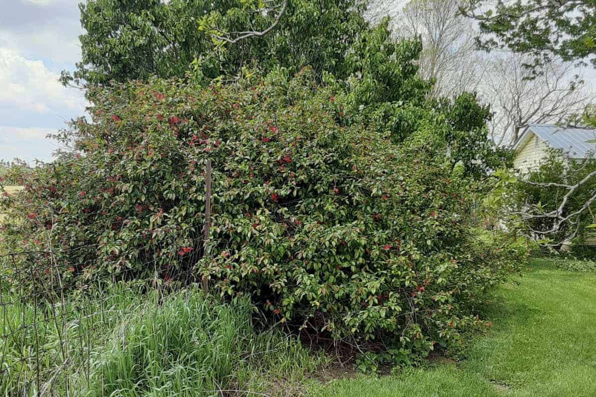 Side view of 20 plus yeard ol Flowering Quince