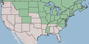 map of where Pussy Willow is native in the United States.