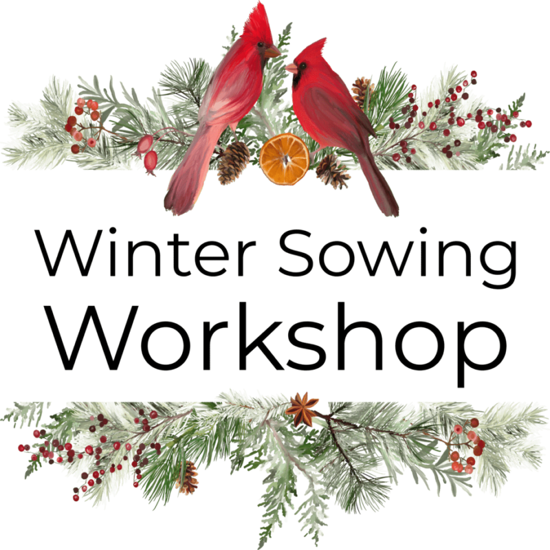 winter sowing workshop, image of cardinal and greenery