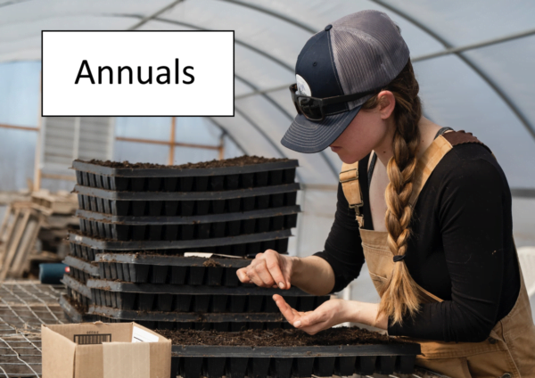 woman starting seeds in a tray