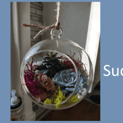 Discover the Art of Green Living: Hanging Terrarium Workshop