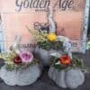 Concrete pumkins with dried flowers