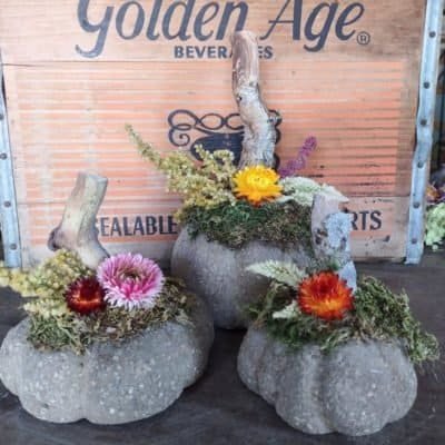 Concrete pumkins with dried flowers