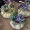 pumpkins decorated with succulents