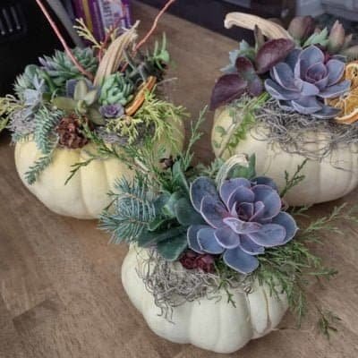 pumpkins decorated with succulents