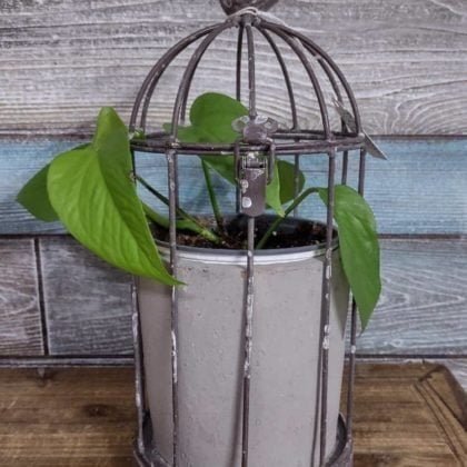 Neon Pothos in Bird Cage
