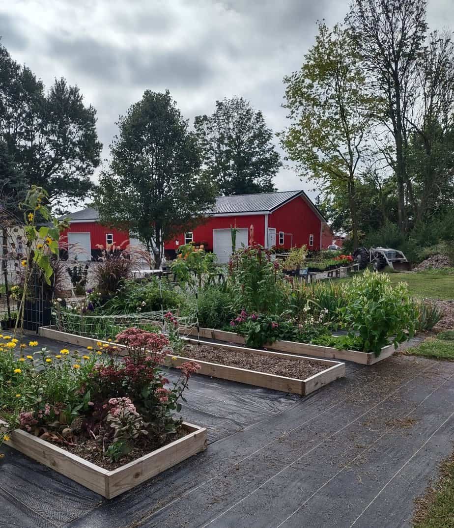 garden beds with the red barn in the background