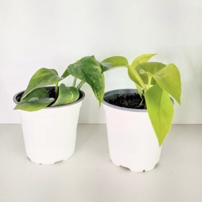 Pothos (Epipremnum aureum)