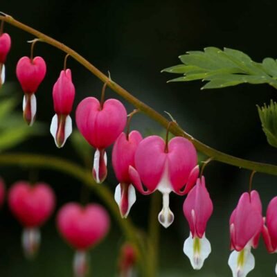 bleeding heart flower