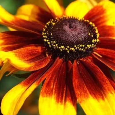 Rudbeckia flower