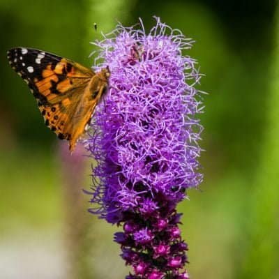 purple liatris and a butterfly