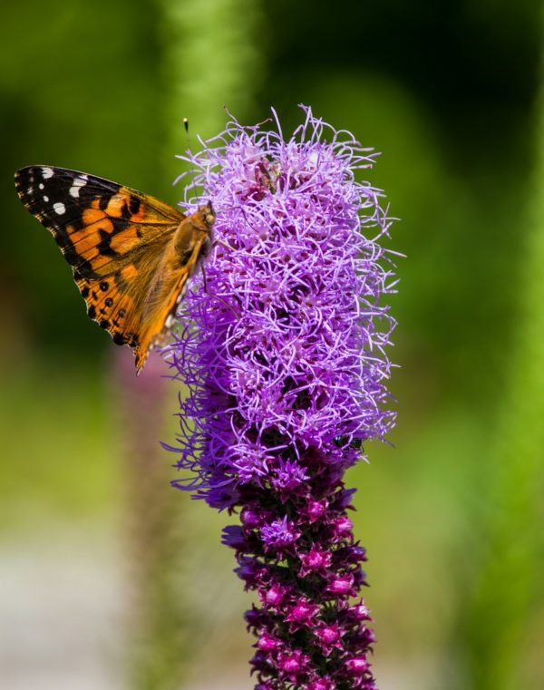 purple liatris and a butterfly