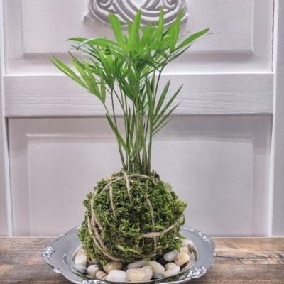 Kokedama in a silver dish