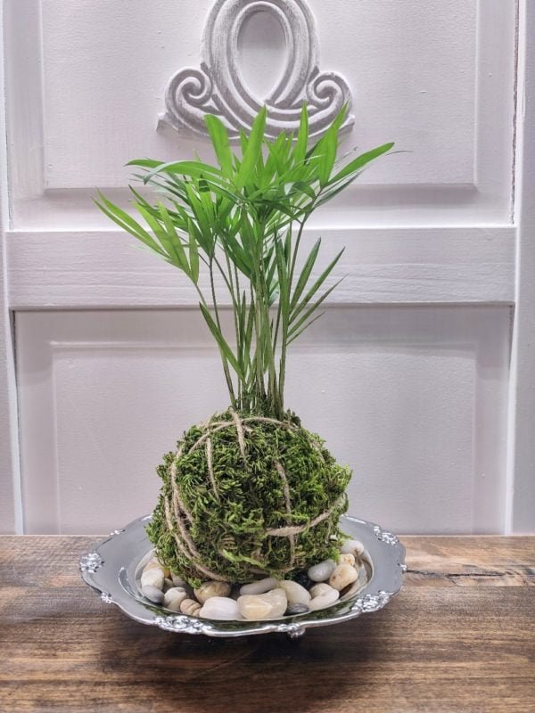 Kokedama in a silver dish