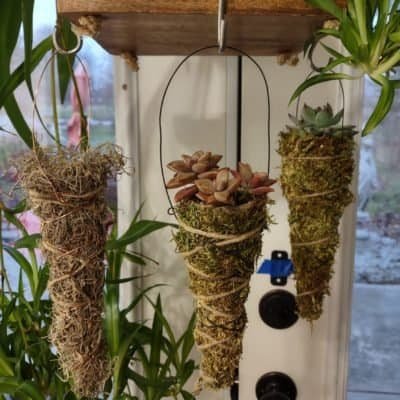 Moss cones