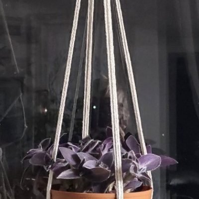 Single Macrame Hanger with Plant