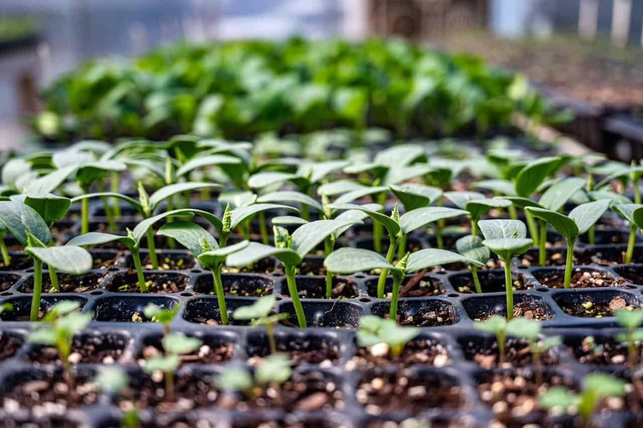 seedlings in a tray