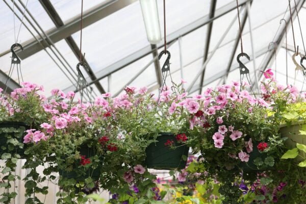 hanging baskets with pink flowers