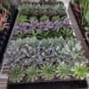 IMG_20240110_225208936_HDR~2 succulents