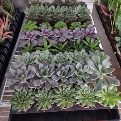 succulents