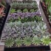 succulents