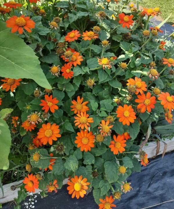 Tithonia rotundifolia (Mexican Sunflower) 'Fiesta Del Sol'