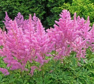 Astilbe