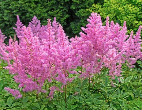 Astilbe