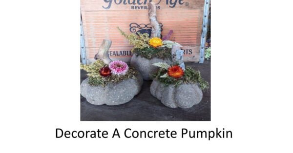 concrete pumpkins