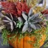 Succulent Pumpkin Centerpiece - October 8, 2026 - Thumbnail Image 4