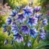 Triteleia Aquarius