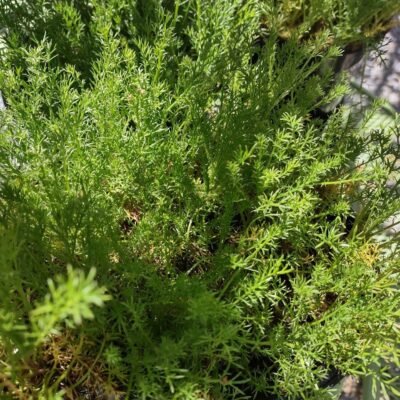 Chamomile, Roman (Chamaemelum nobile)