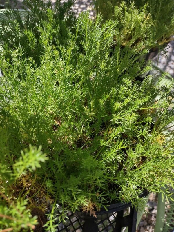 Chamomile, Roman (Chamaemelum nobile)