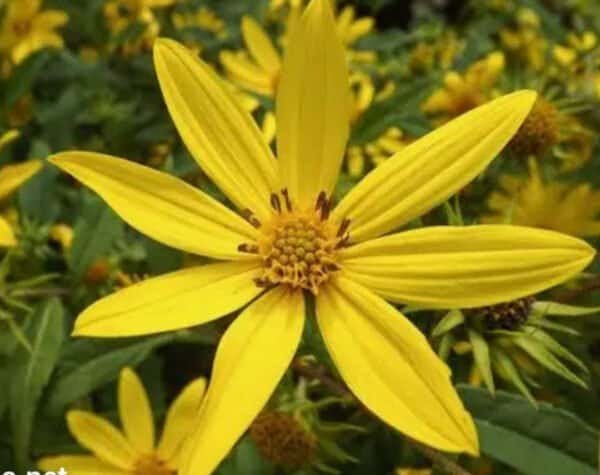 Woodland Sunflower