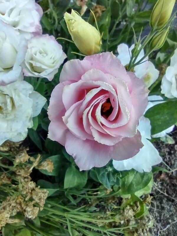 Lisianthus