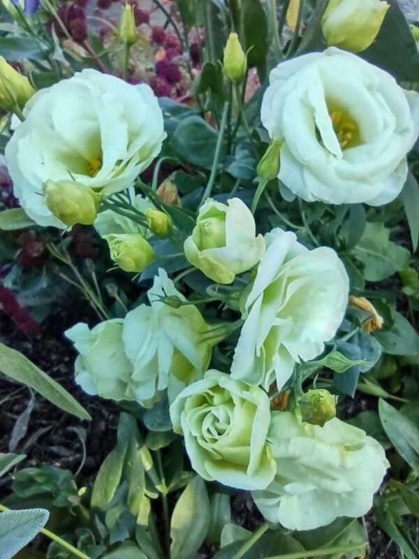 Lisianthus - Image 3