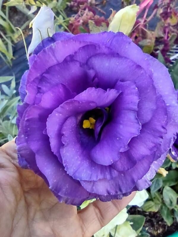 Lisianthus - Image 2