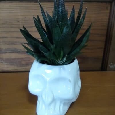 Skull With Plant