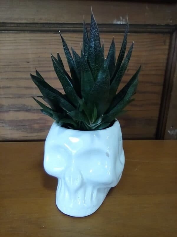 Skull With Plant