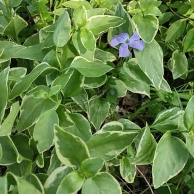 Vinca major (varigated)