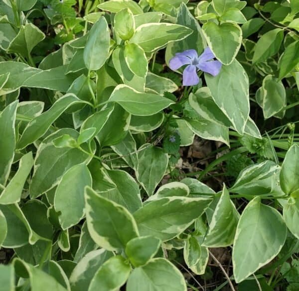 Vinca major (varigated)