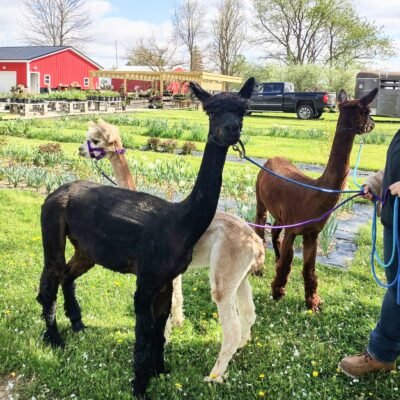 Top Knot Family Farm Alpaca Visit