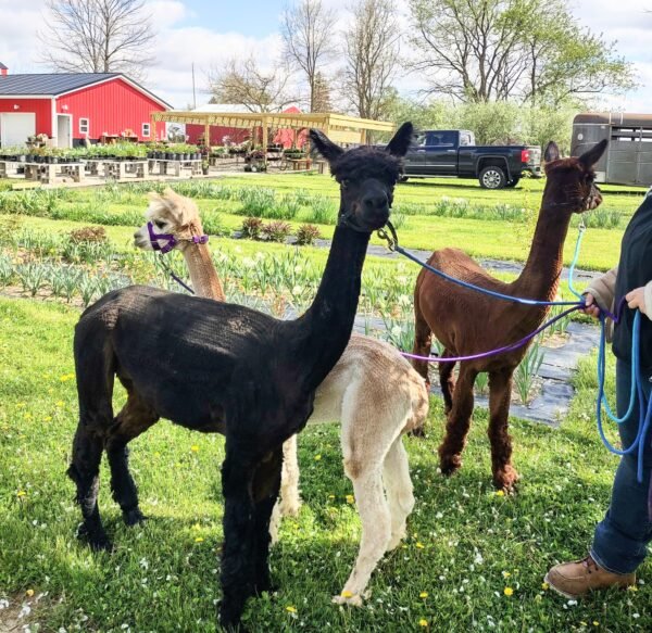 Top Knot Family Farm Alpaca Visit